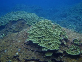 48  Lobe Coral IMG 2555